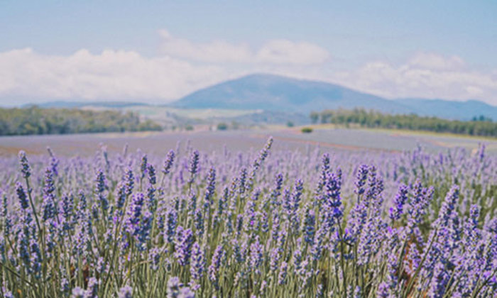 Lavender field