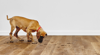 Karndean Floors are Designed  with Pets in Mindimage